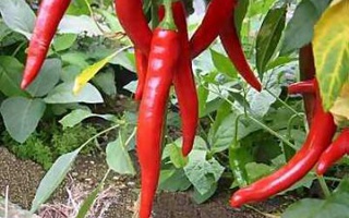 Penne All'arrabbiata