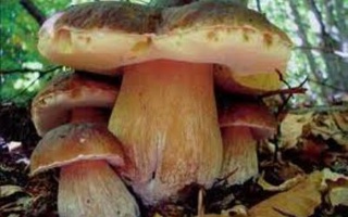 Fettuccine Ai Funghi E Zafferano