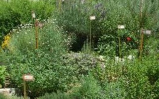 Tagliolini Alle Erbe Aromatiche