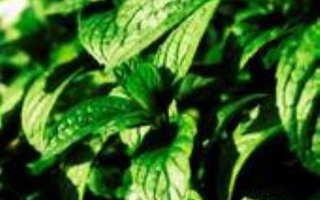 Ricotta E Menta