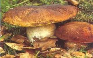 Pesto Di Funghi