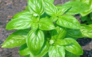 Pomodoro E Basilico